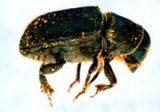 Dendroctonus brevicomis