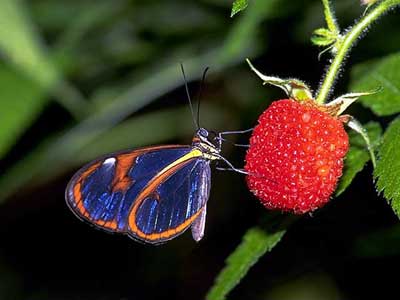 Ithomia drymo + amora silveste