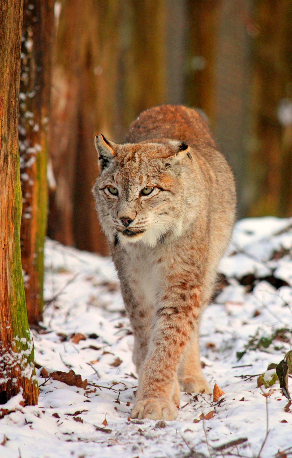 Lince Ibérico