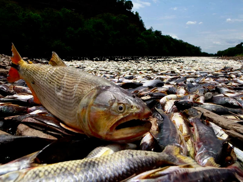 Peixes Mortos